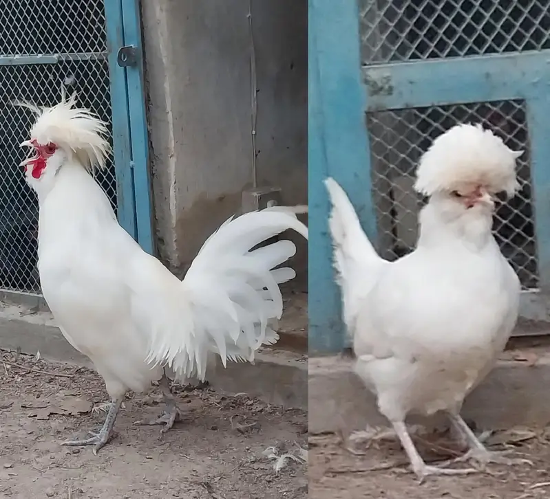heavy cochin bantam light sussex chicks and eggs sale — photo 3