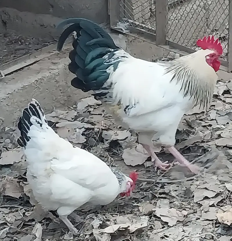 heavy cochin bantam light sussex chicks and eggs sale — photo 4