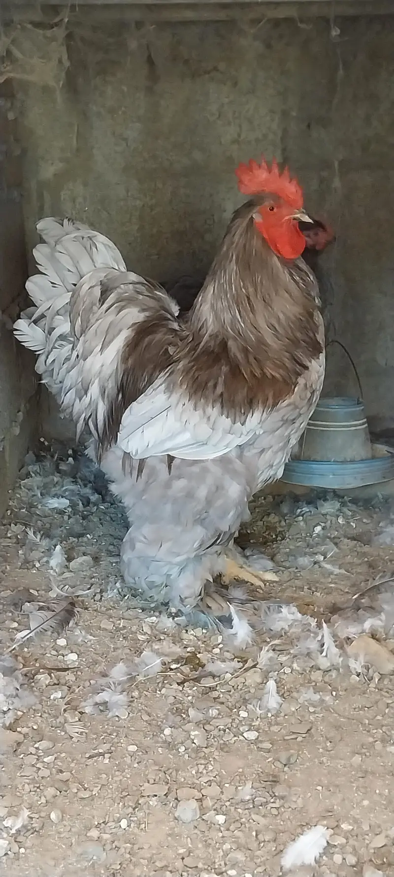 heavy cochin bantam light sussex chicks and eggs sale — photo 5