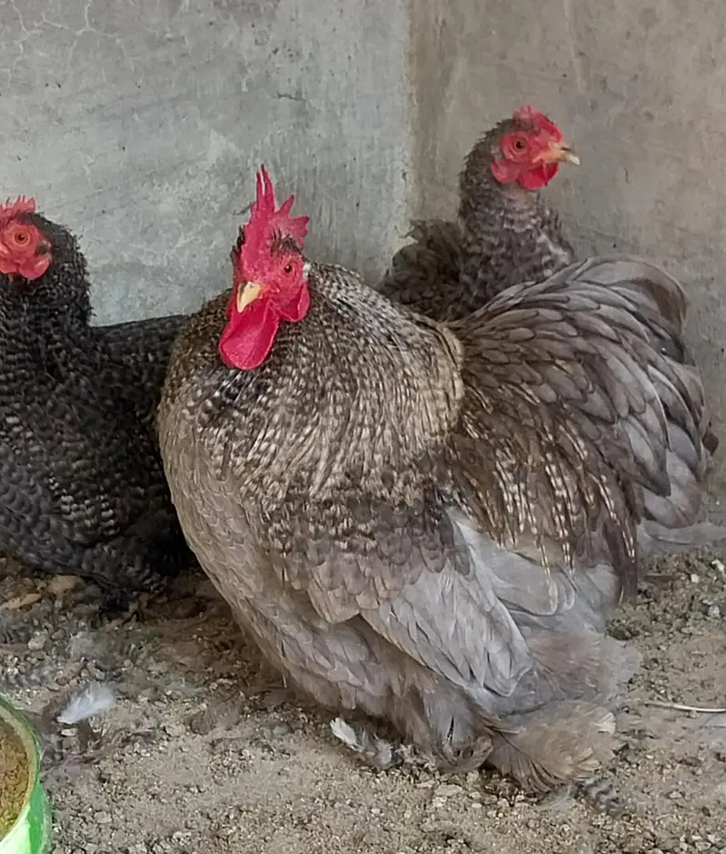 heavy cochin bantam light sussex chicks and eggs sale — photo 6