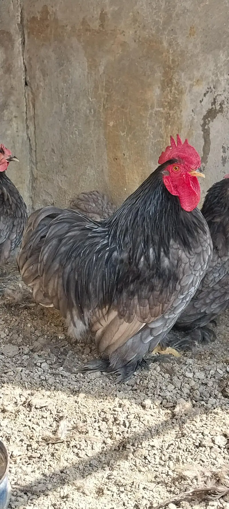 heavy cochin bantam light sussex chicks and eggs sale — photo 7