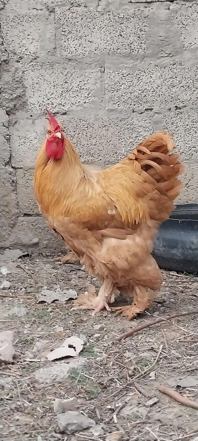 heavy cochin bantam light sussex chicks and eggs sale — photo 8