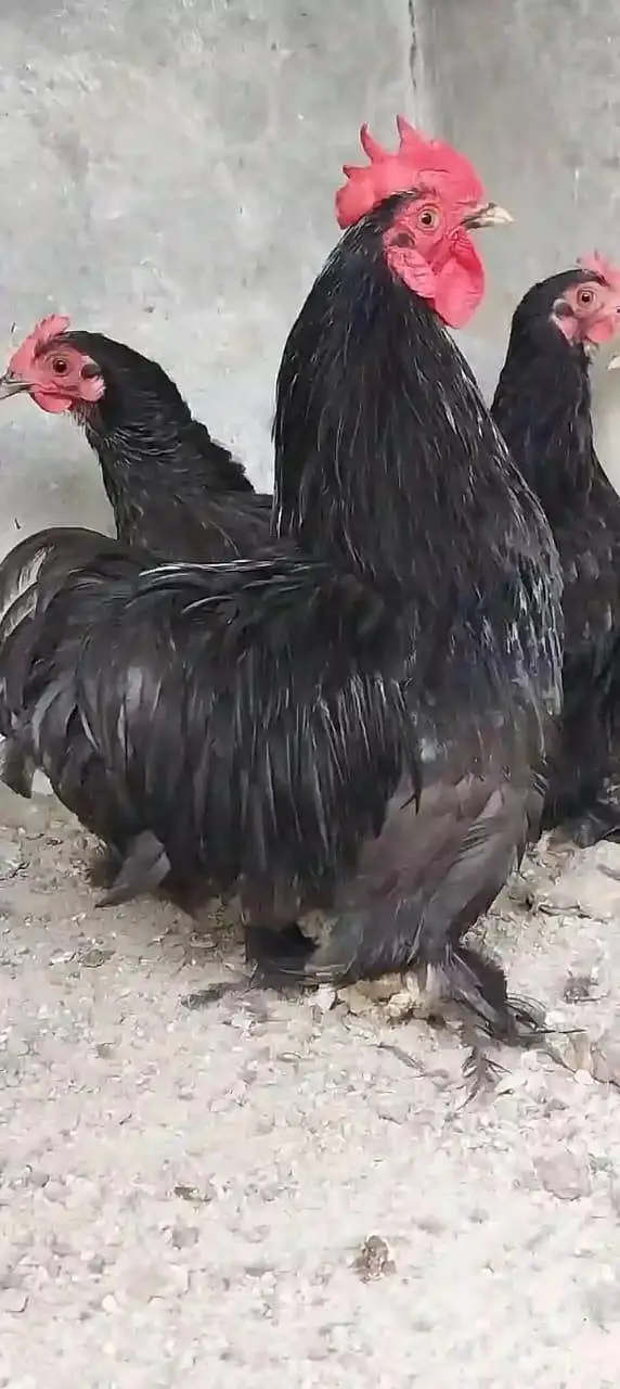 heavy cochin bantam light sussex chicks and eggs sale — photo 9