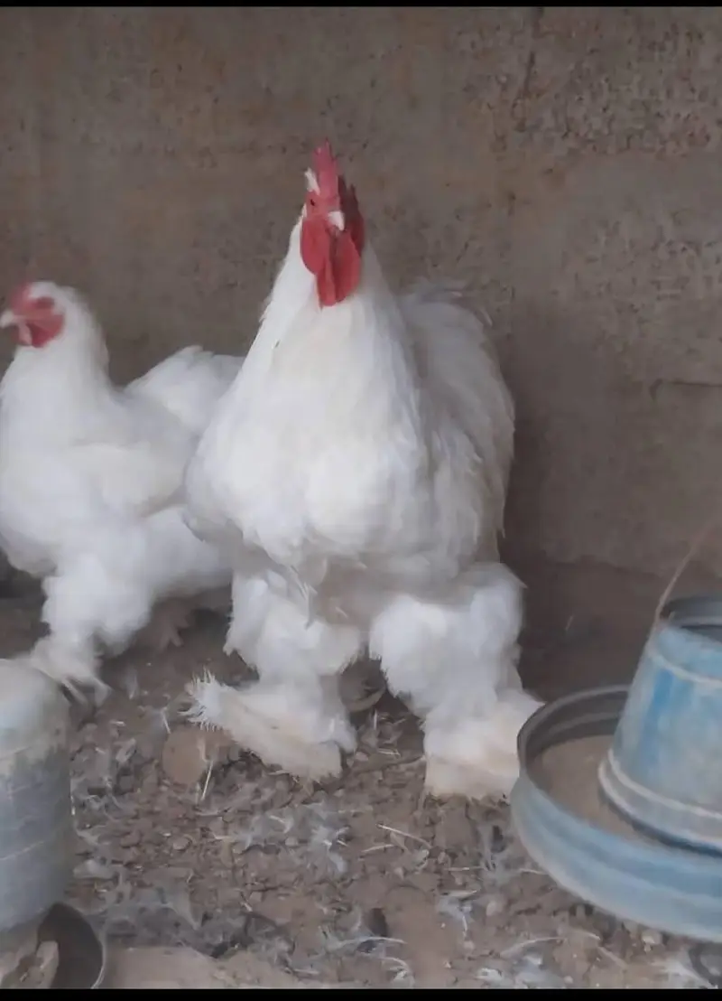 heavy cochin bantam light sussex chicks and eggs sale — photo 10