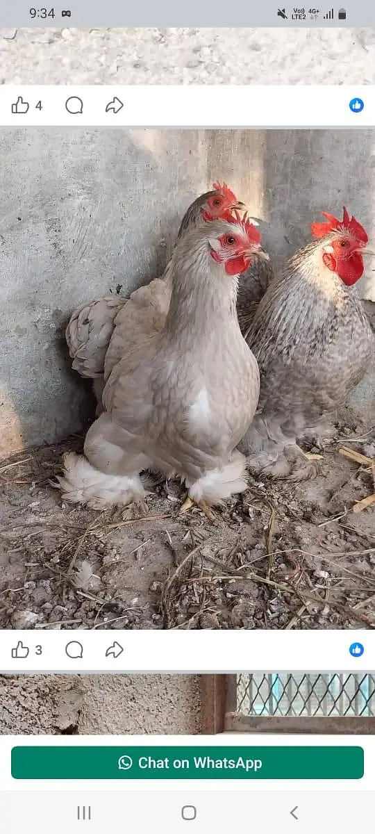 heavy cochin bantam light sussex chicks and eggs sale — photo 11