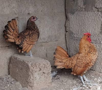 heavy cochin bantam light sussex chicks and eggs sale