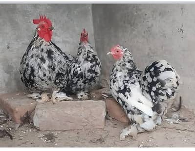 heavy cochin bantam light sussex chicks and eggs sale