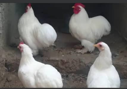 heavy cochin bantam light sussex chicks and eggs sale
