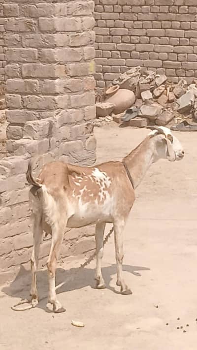 bakri for sale 600 g + milk 1 time