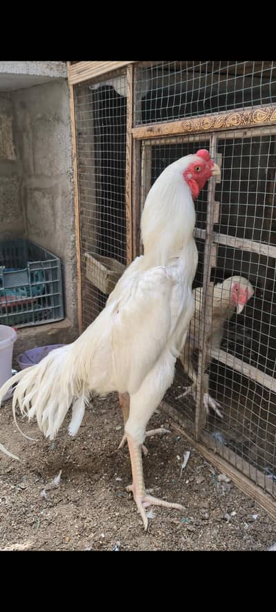 oh shamo male female for sell