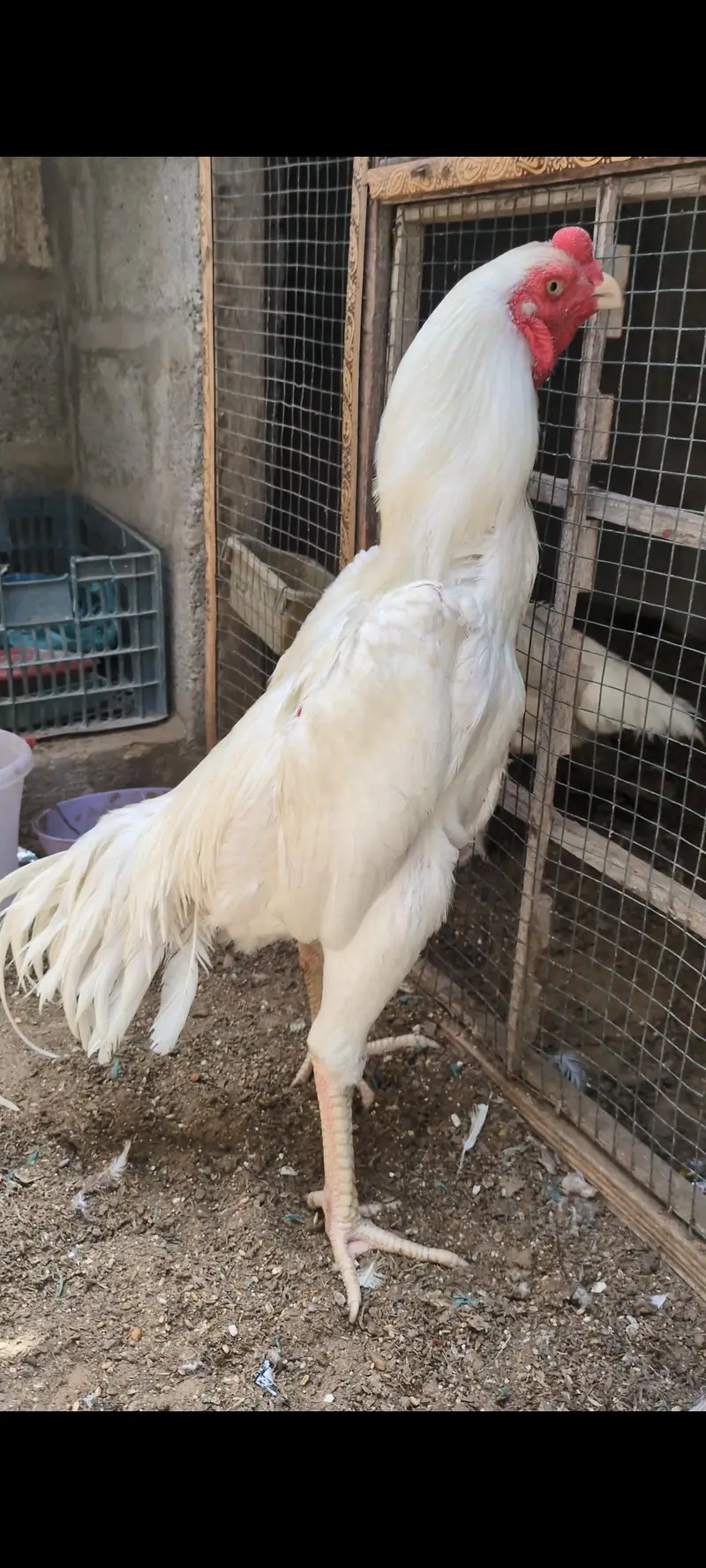 oh shamo male female for sell — photo 2
