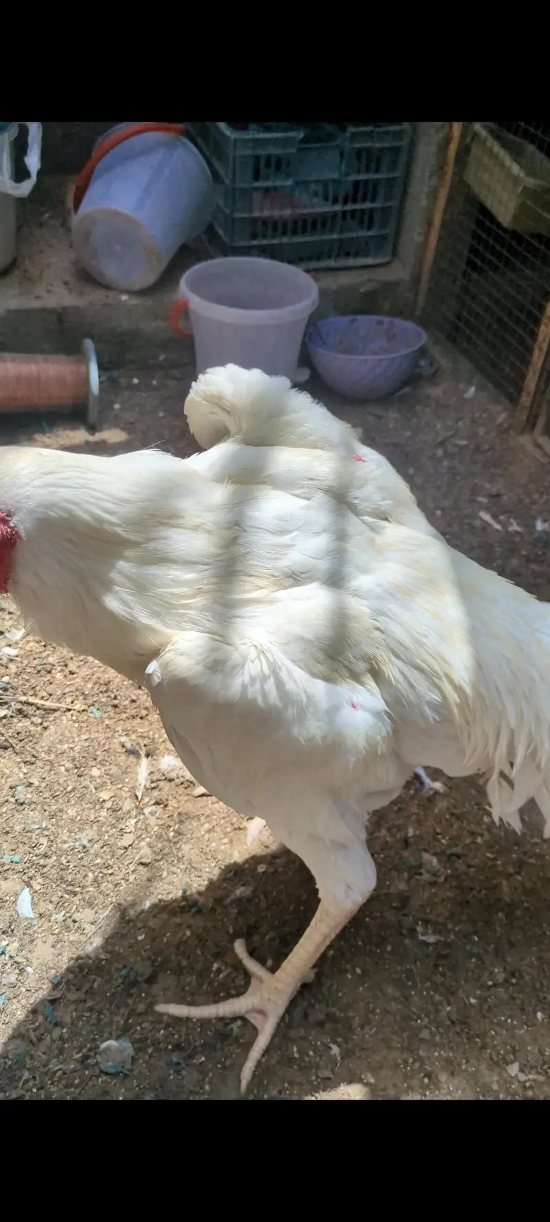 oh shamo male female for sell — photo 3