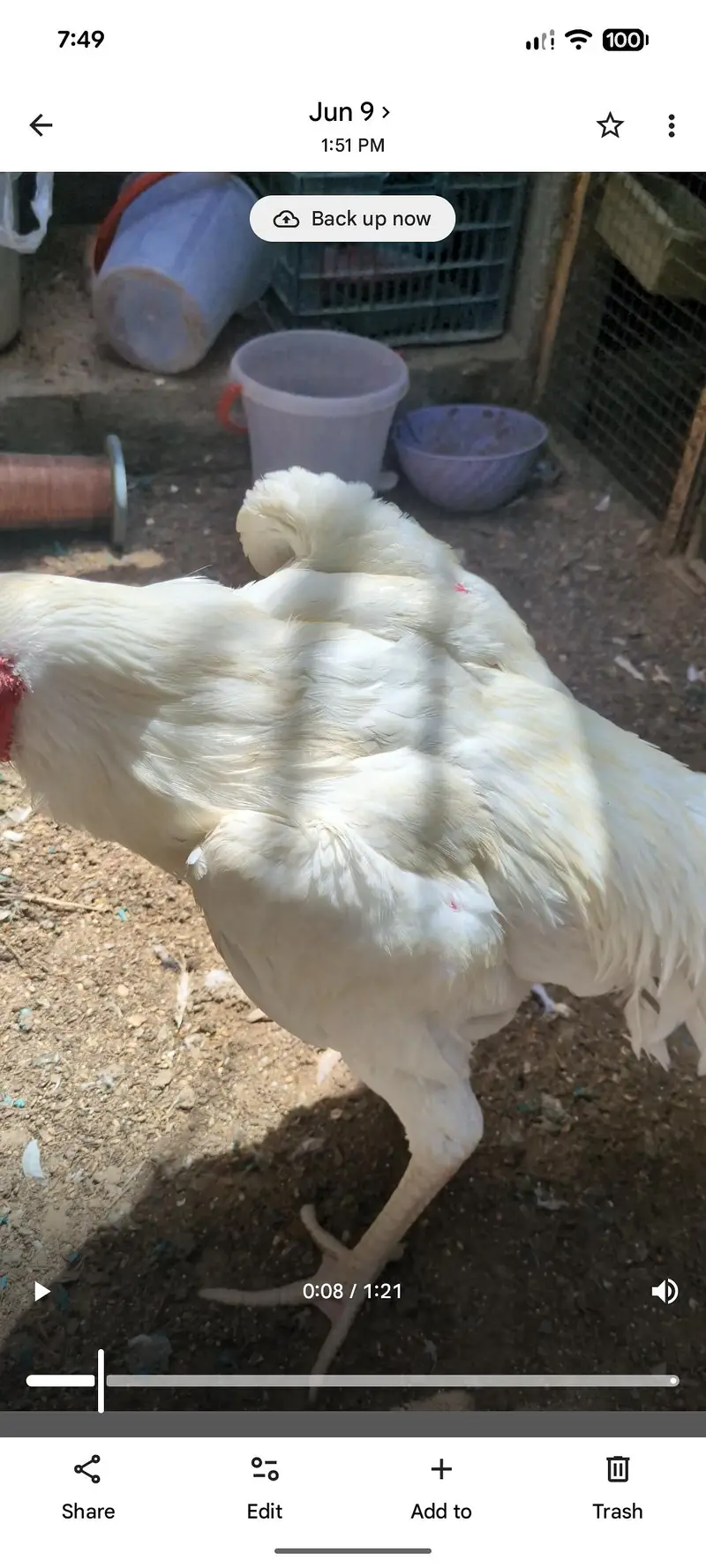 oh shamo male female for sell — photo 4