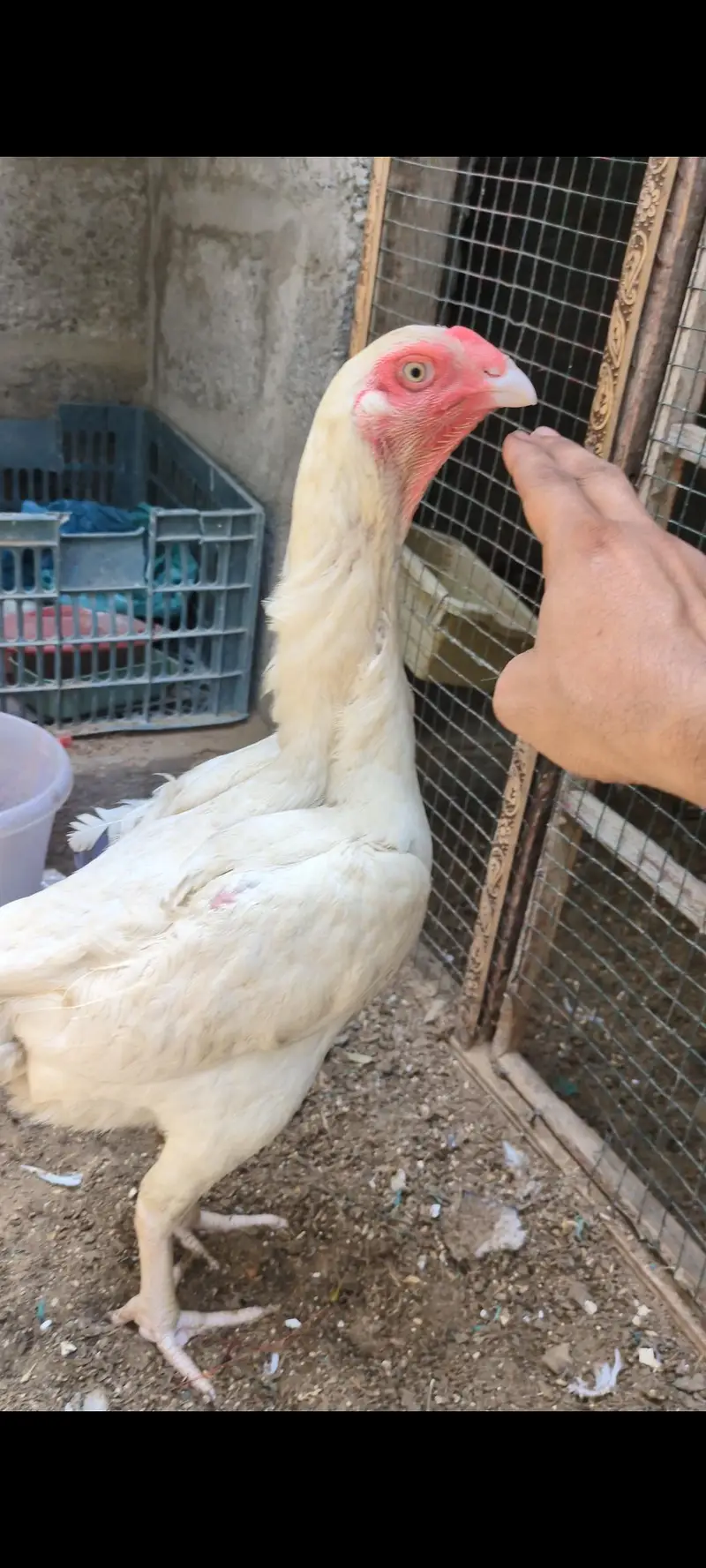 oh shamo male female for sell — photo 5