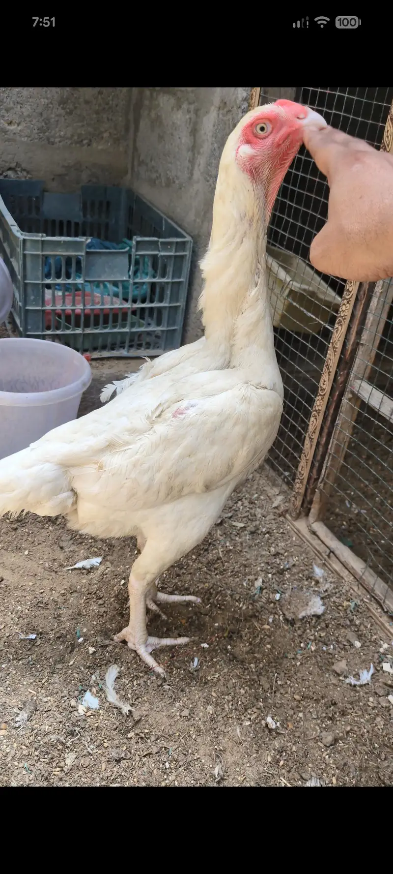 oh shamo male female for sell — photo 6