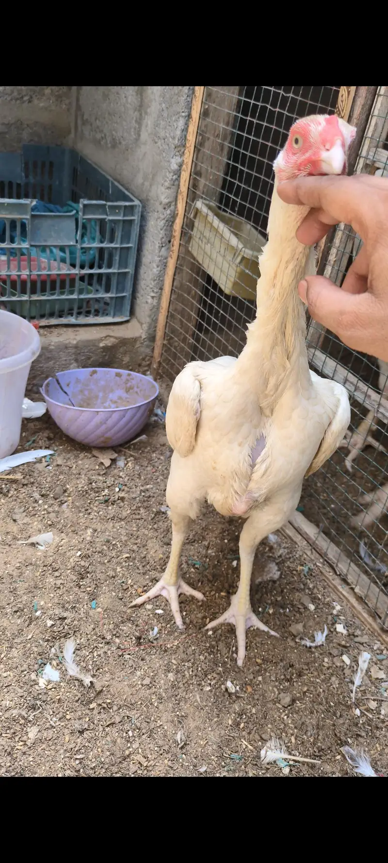 oh shamo male female for sell — photo 7