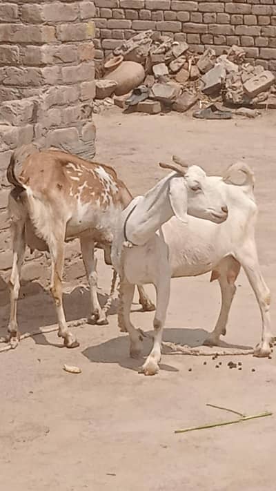 2 bakri 1 kg + milk agye gobhn aik makhi cheeni dosri White