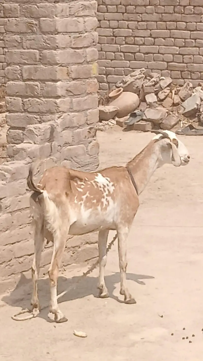 2 bakri 1 kg + milk agye gobhn aik makhi cheeni dosri White — photo 2