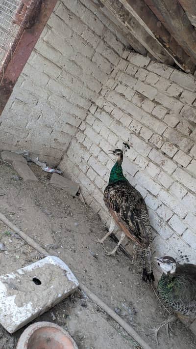 good quality pair for sale