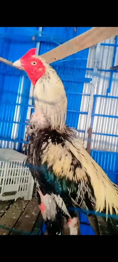 Aseel Jawa murgha for sale