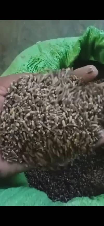 Black wheat for sale