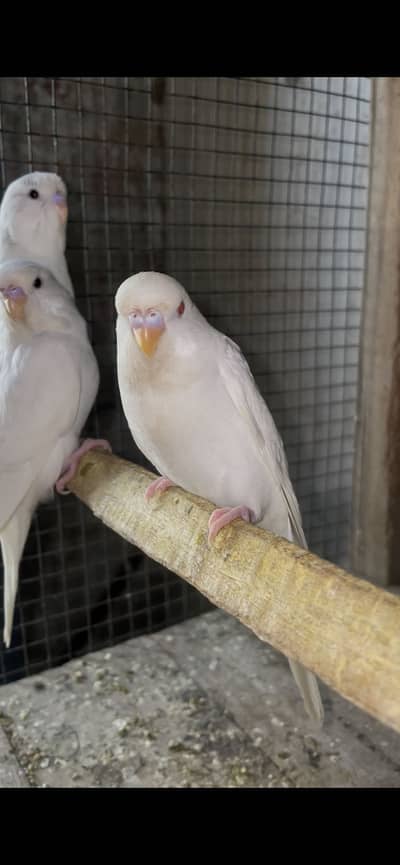 Exhibition budgies pathe
