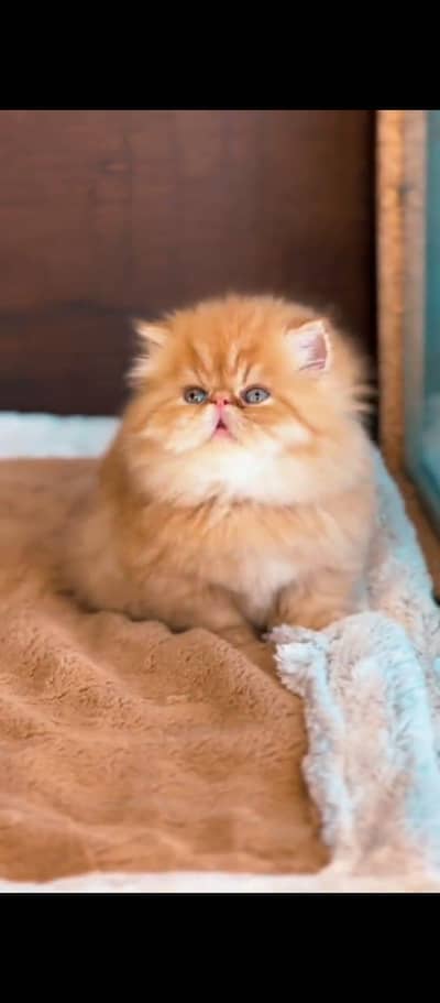 Persian cat for sale male or female my WhatsApp number 3214390746