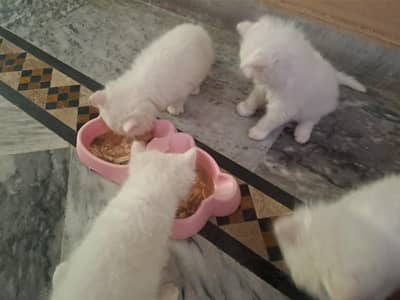Turkish Angora white kittens