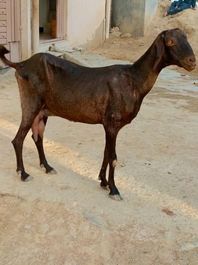 goats/bakri