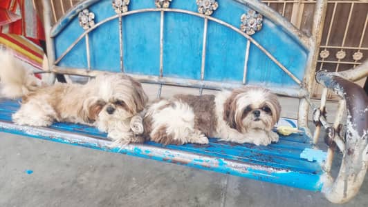 Two  Shihtzue females. pedigree and  shows winners  