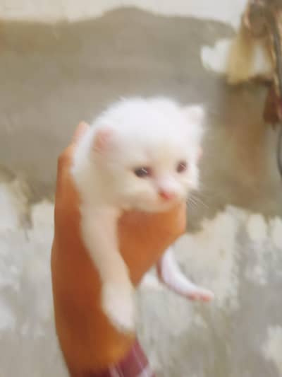 Persion triple coated kittens