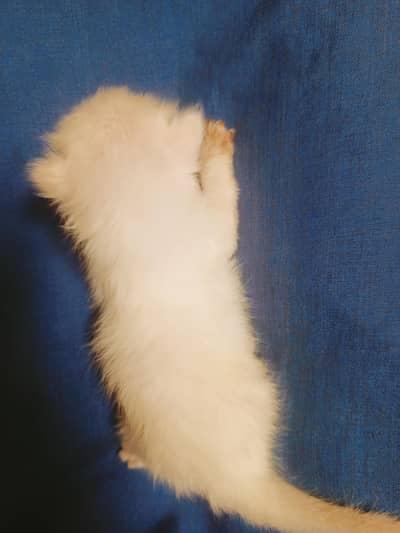Persion triple coated kittens
