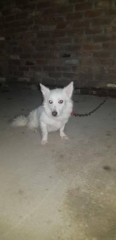Russian female for sale or b mnsb krlon ga serious log rabpta kryn
