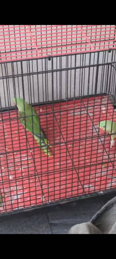 3x RAW ALEXANDRINE CHICKS FOR SALE