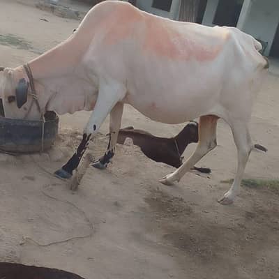Desi cow