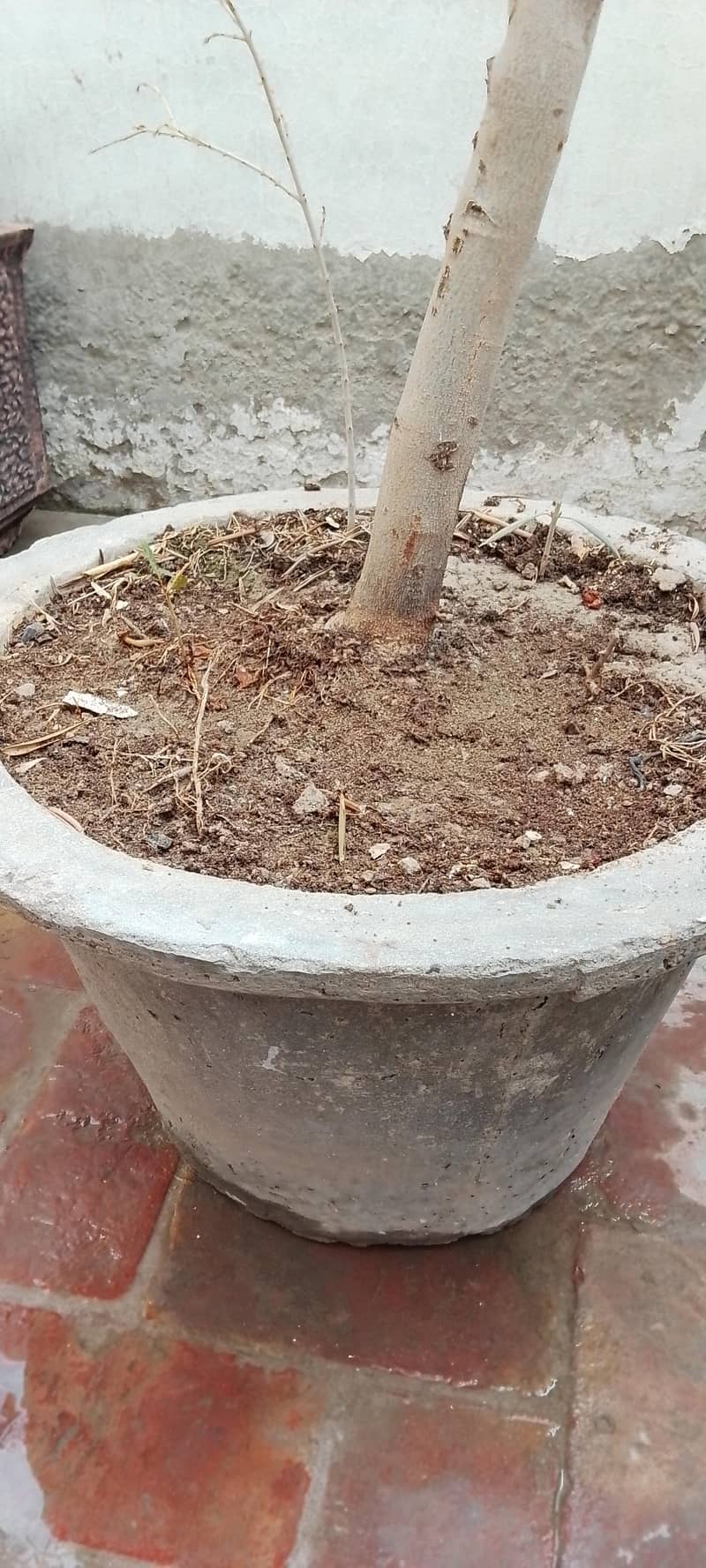 olive Tree 0