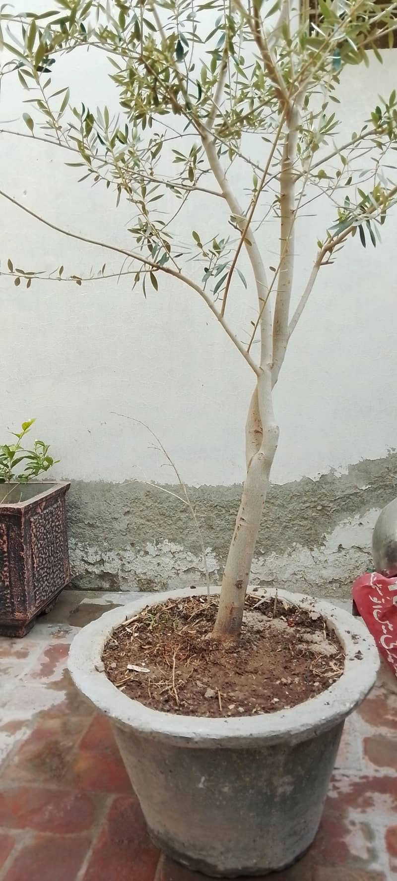 olive Tree 1