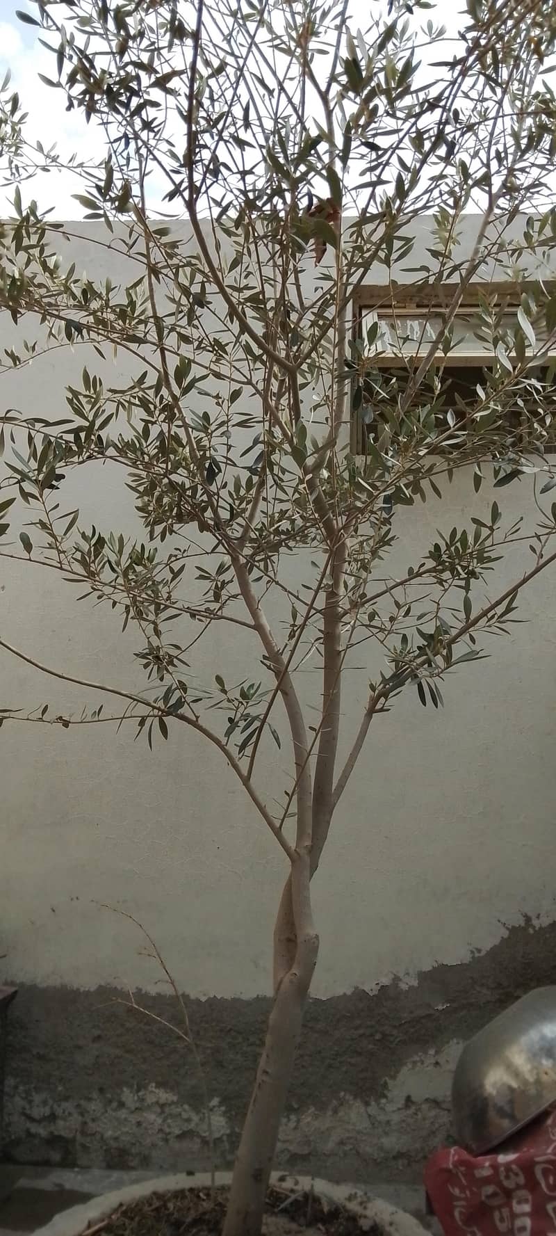 olive Tree 2