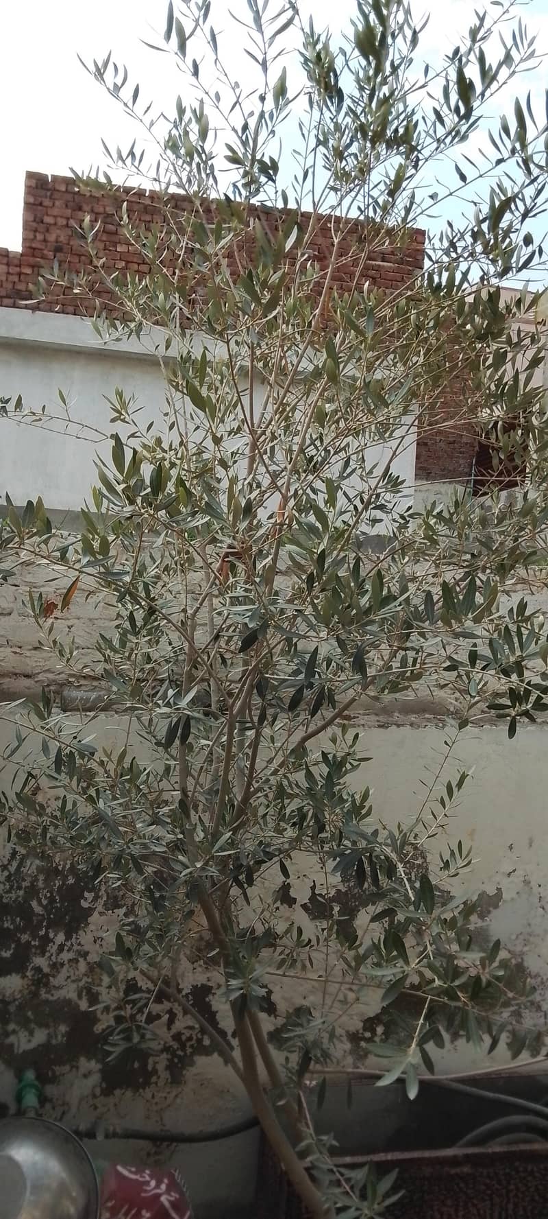 olive Tree 3