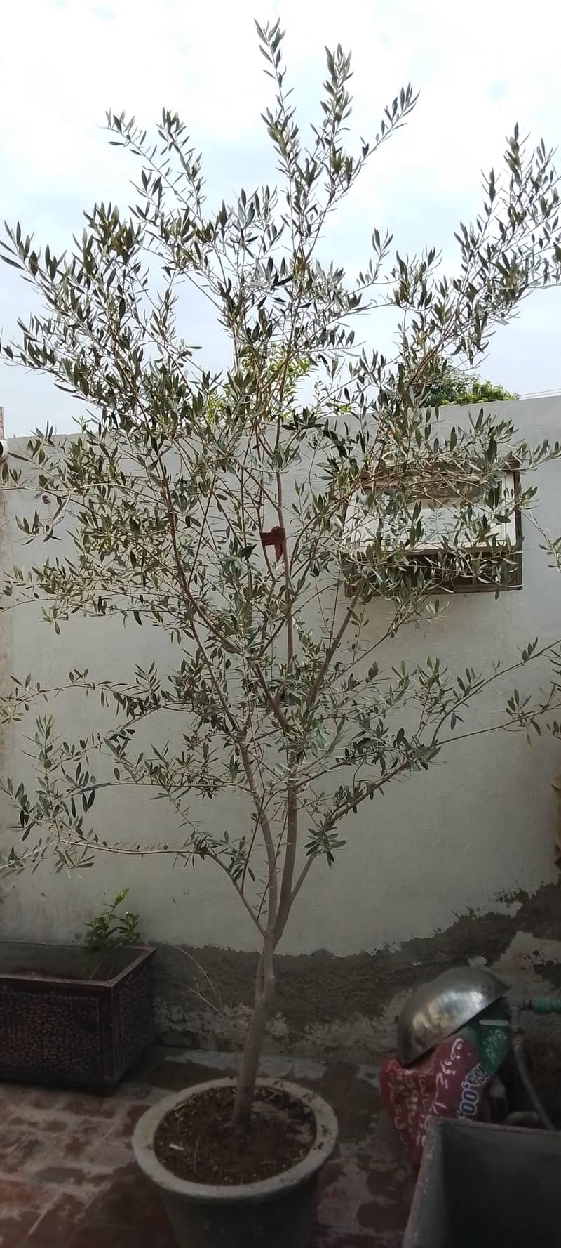 olive Tree 4