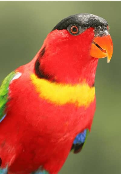 yellow bib lory breader male quality piece