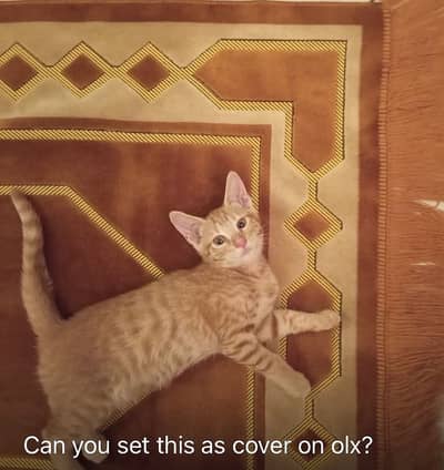 Cute Playful Kittens