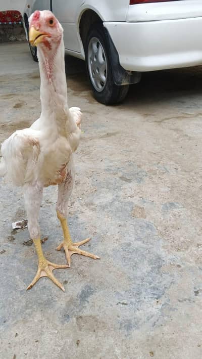 Pure King Shamo Rooster & Breeding Pair | Healthy Bloodline