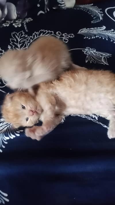 persian kittens for sale. . . pair available