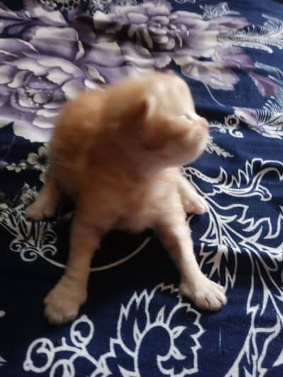 persian kittens for sale. . . pair available