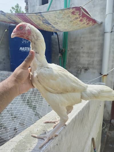 Heera Aseel hens Females madiyan  Per piece 7000