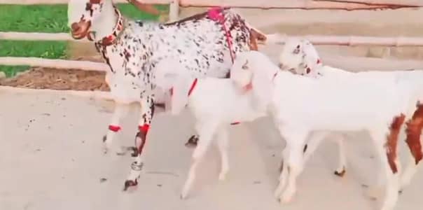 3 Bacchon Ka Sath Desi Bakri For Sale_03226643435