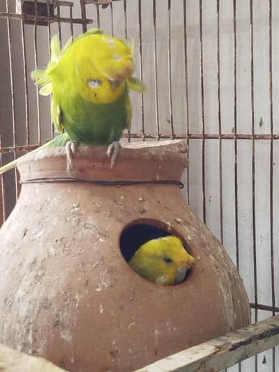 budgie lovebird fawn jawa