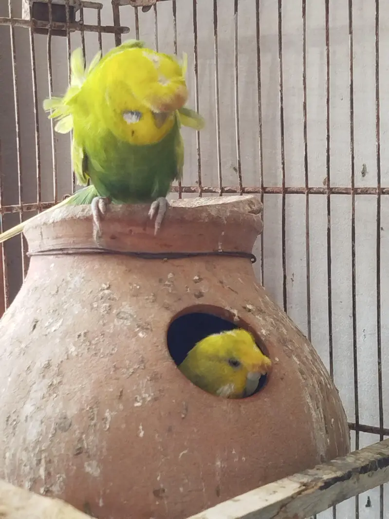 budgie lovebird fawn jawa