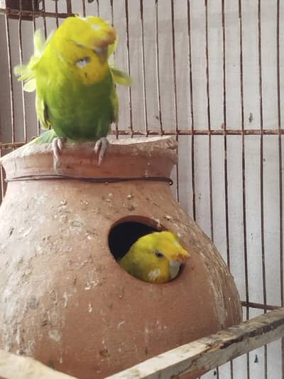 budgie lovebird fawn jawa